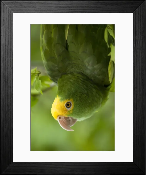 Framed Print : DDE-90038230 Framed Print : DDE-90038230
