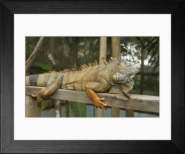 Framed Print : DDE-90038237 Framed Print : DDE-90038237