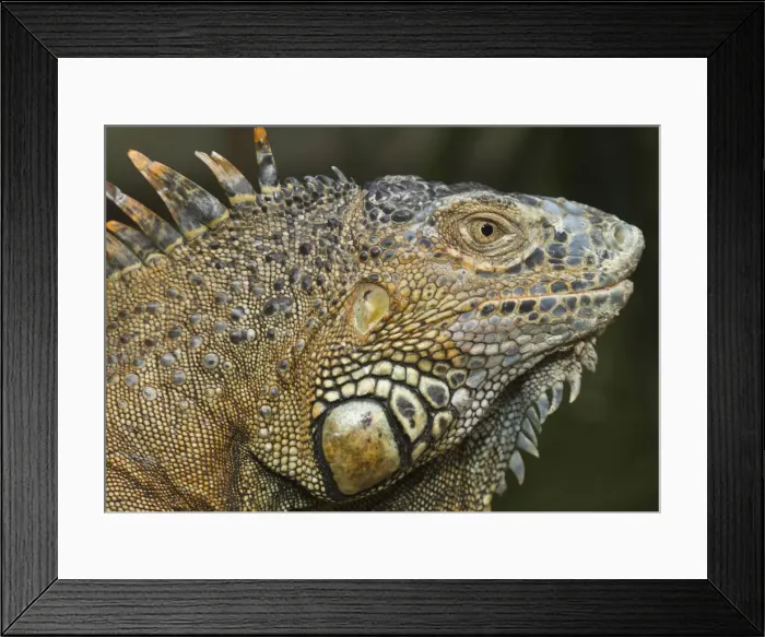 Framed Print : DDE-90038238