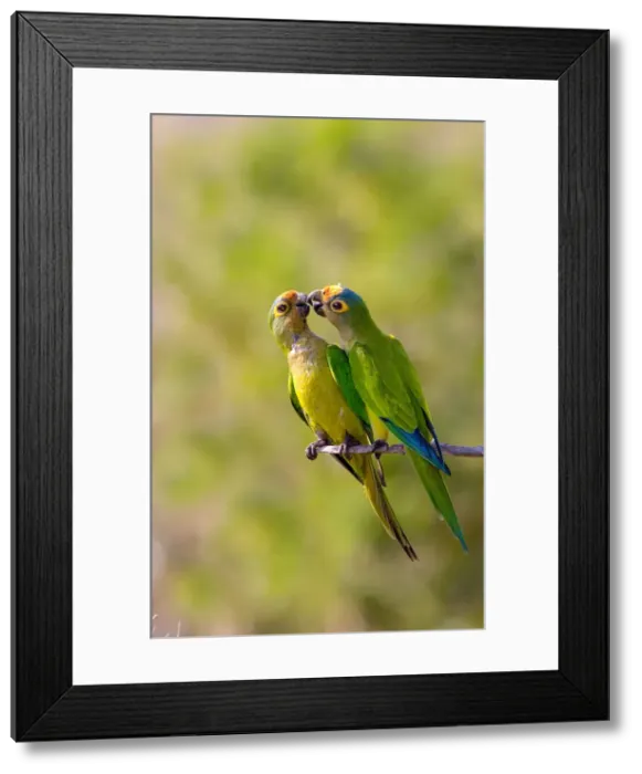 Framed Print : DDE-90038258 Framed Print : DDE-90038258
