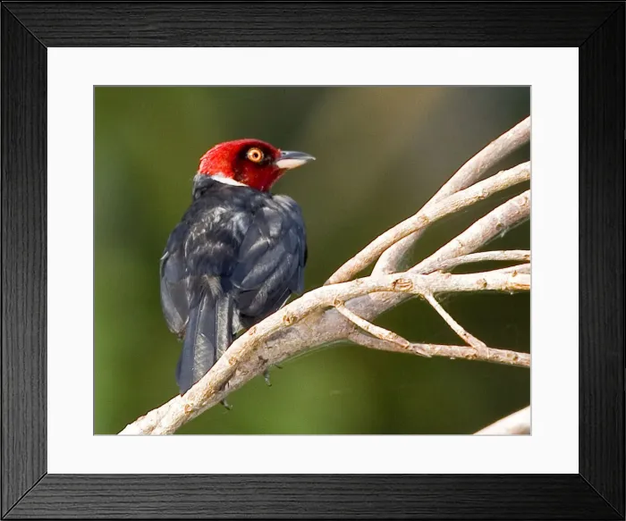 Framed Print : DDE-90038259 Framed Print : DDE-90038259