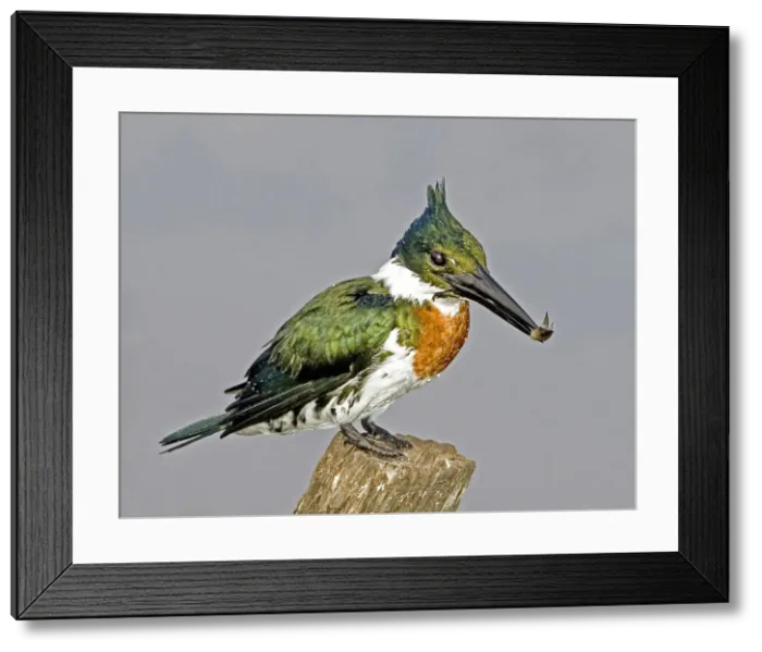 Framed Print : DDE-90038260 Framed Print : DDE-90038260