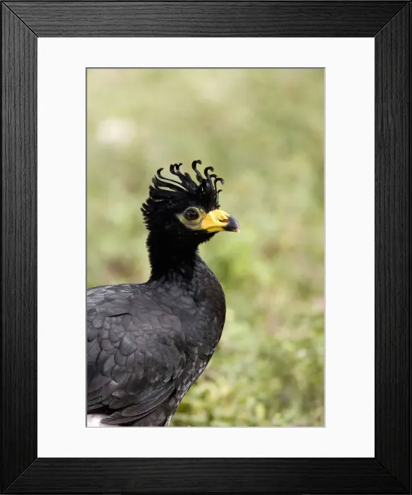 Framed Print : DDE-90038261 Framed Print : DDE-90038261