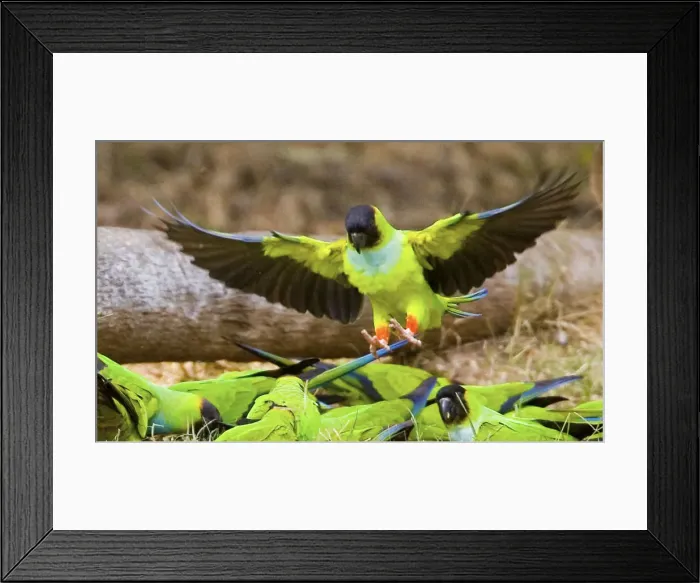 Framed Print : DDE-90038262 Framed Print : DDE-90038262