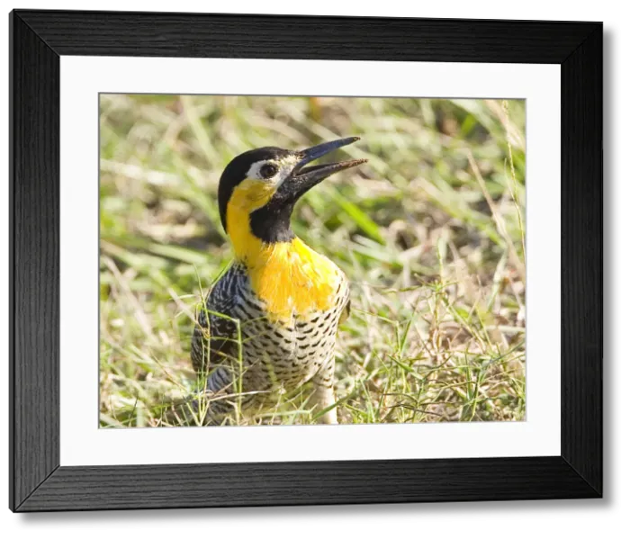 Framed Print : DDE-90038264