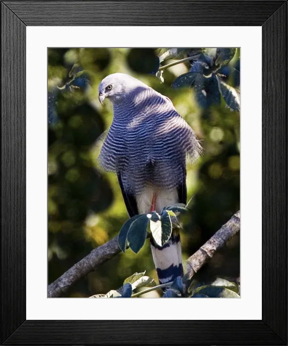 Framed Print : DDE-90038267 Framed Print : DDE-90038267