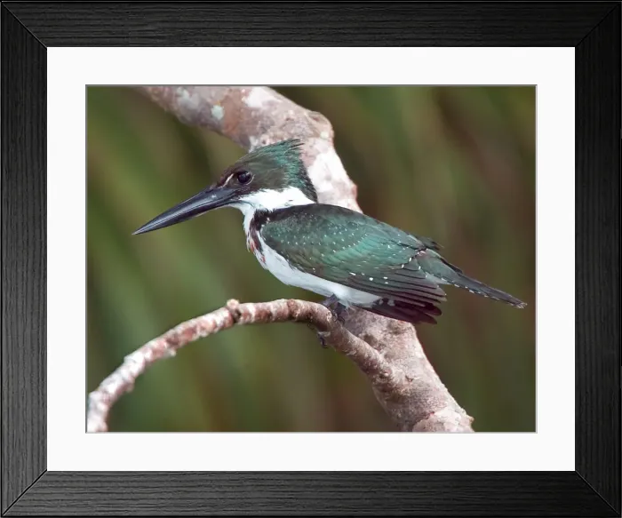 Framed Print : DDE-90038268 Framed Print : DDE-90038268