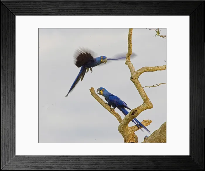 Framed Print : DDE-90038269 Framed Print : DDE-90038269