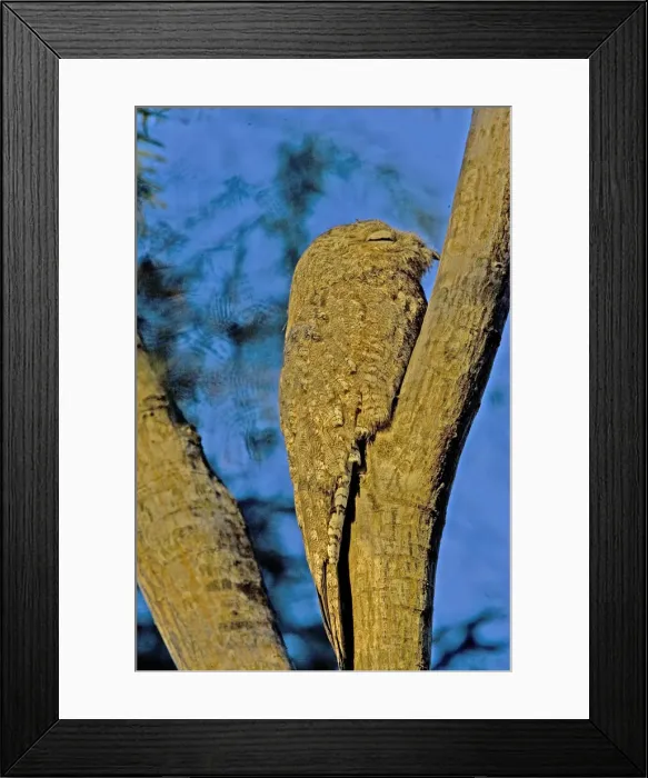 Framed Print : DDE-90038266 Framed Print : DDE-90038266