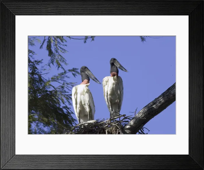 Framed Print : DDE-90038270