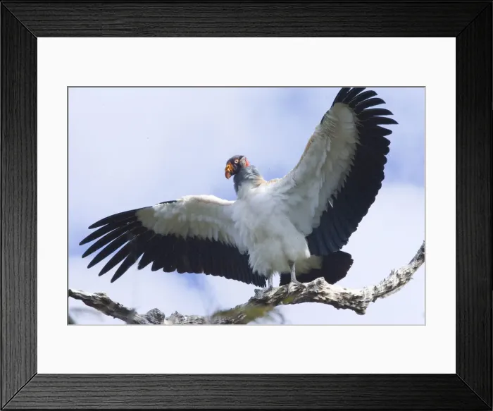Framed Print : DDE-90038271 Framed Print : DDE-90038271