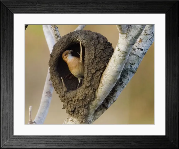 Framed Print : DDE-90038273