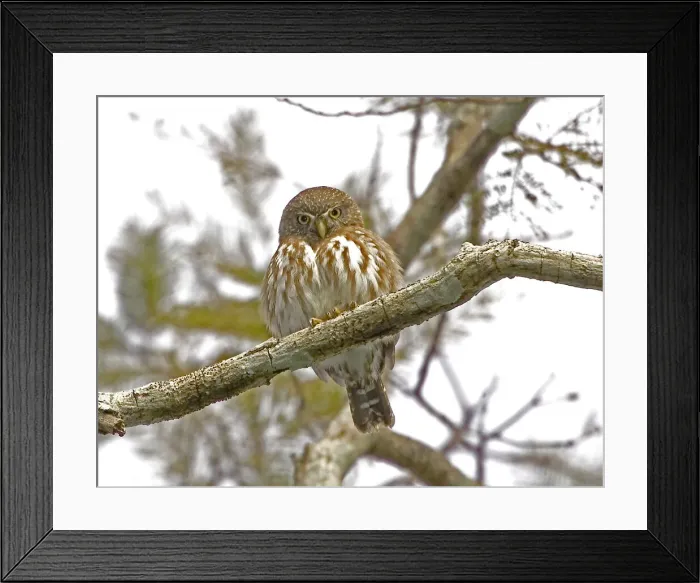 Framed Print : DDE-90038272 Framed Print : DDE-90038272
