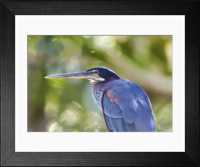 Framed Print : DDE-90038274 Framed Print : DDE-90038274