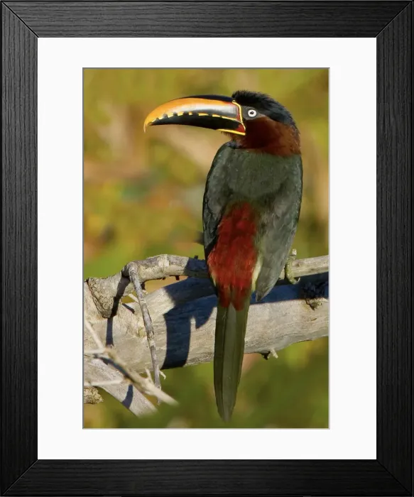 Framed Print : DDE-90038275