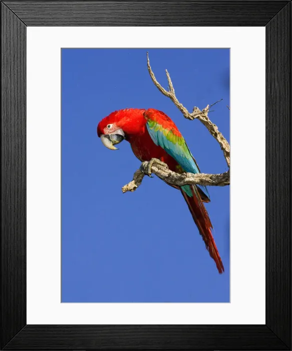 Framed Print : DDE-90038276 Framed Print : DDE-90038276