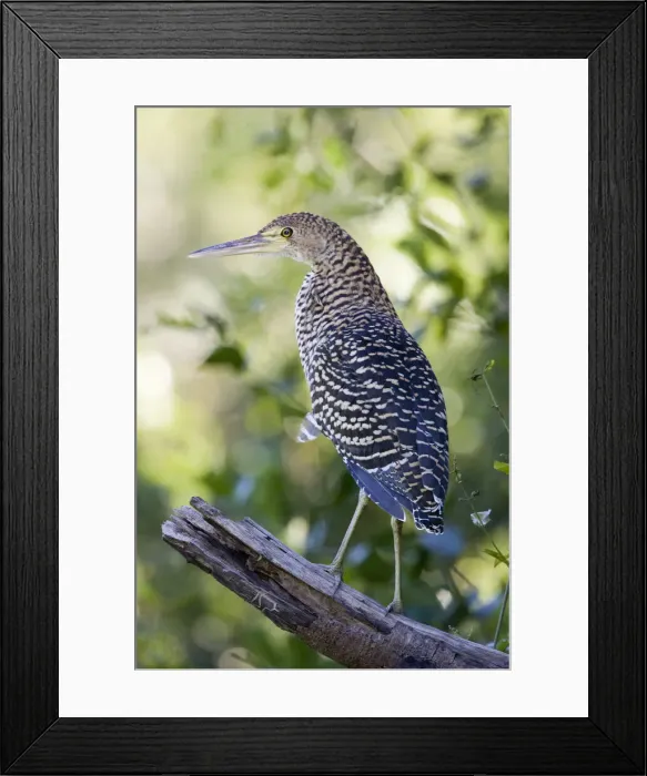 Framed Print : DDE-90038278 Framed Print : DDE-90038278