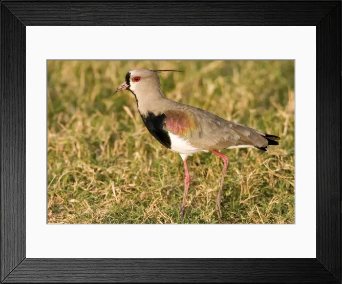 Framed Print : DDE-90038279 Framed Print : DDE-90038279