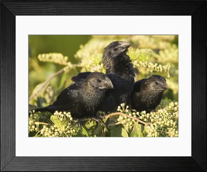 Framed Print : DDE-90038280