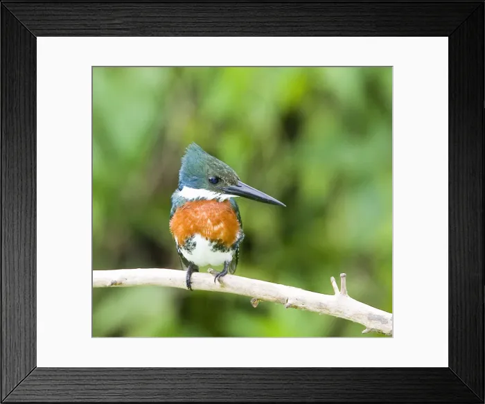 Framed Print : DDE-90038277 Framed Print : DDE-90038277