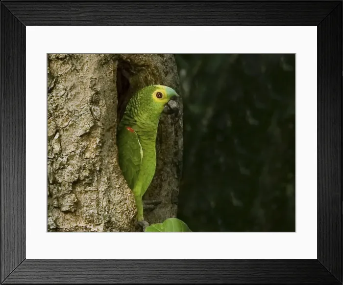 Framed Print : DDE-90038282