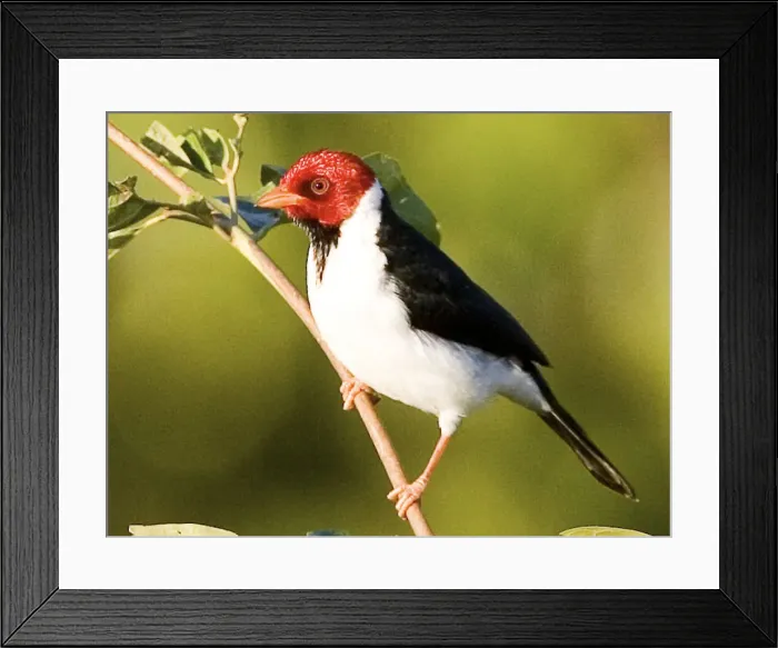 Framed Print : DDE-90038283 Framed Print : DDE-90038283