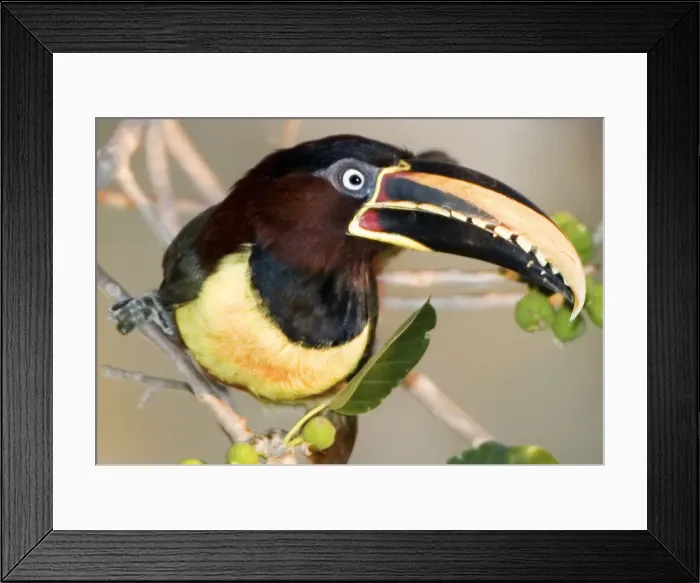 Framed Print : DDE-90038284 Framed Print : DDE-90038284