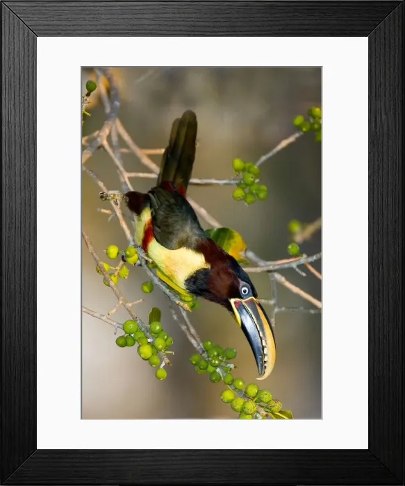 Framed Print : DDE-90038285 Framed Print : DDE-90038285
