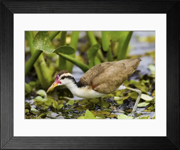 Framed Print : DDE-90038281 Framed Print : DDE-90038281