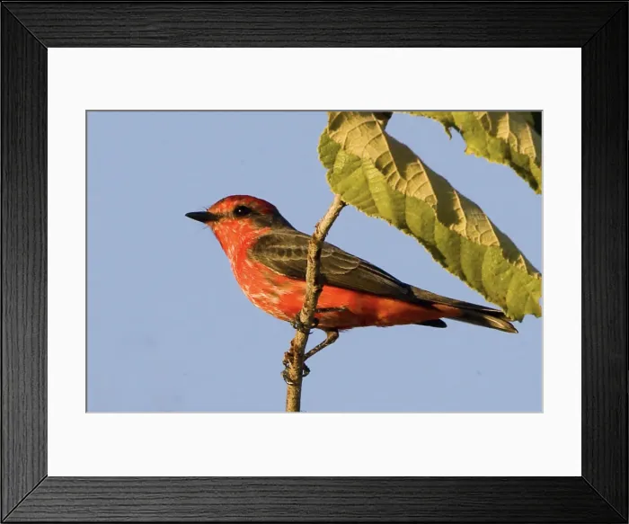 Framed Print : DDE-90038287 Framed Print : DDE-90038287