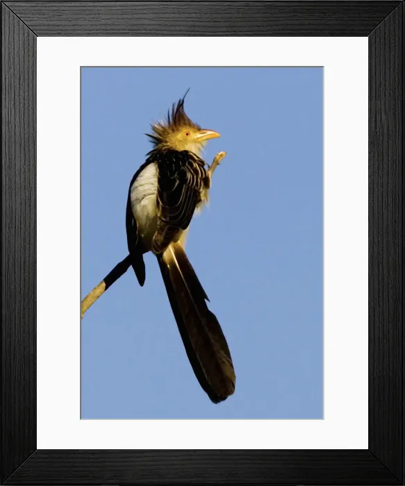 Framed Print : DDE-90038288 Framed Print : DDE-90038288