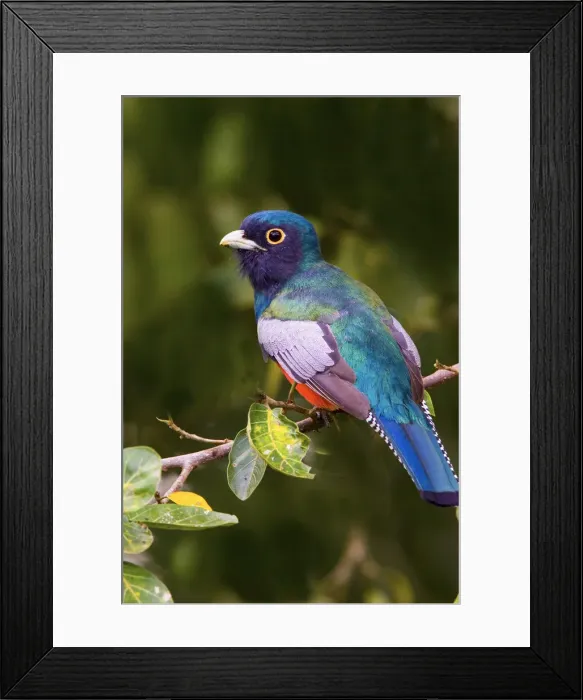 Framed Print : DDE-90038286 Framed Print : DDE-90038286