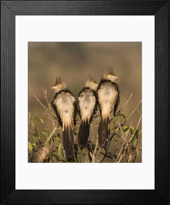 Framed Print : DDE-90038289 Framed Print : DDE-90038289