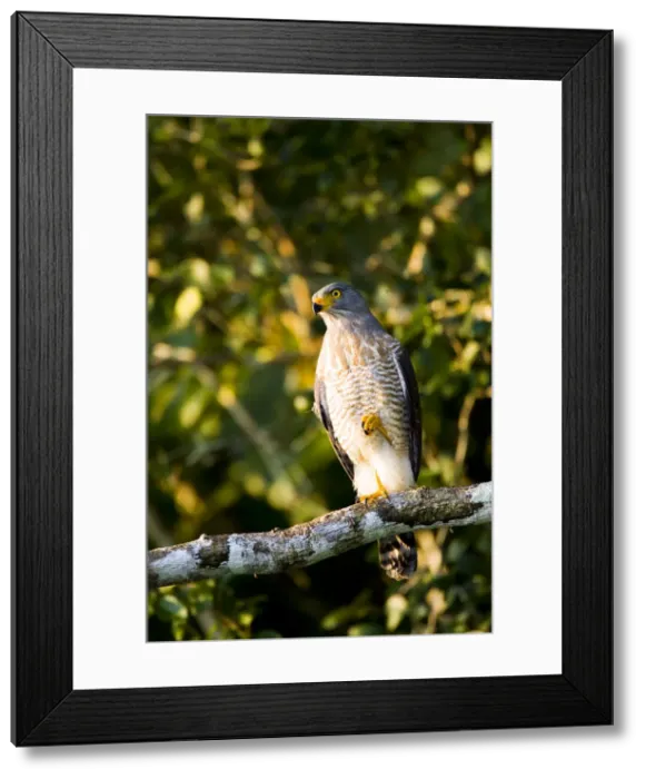 Framed Print : DDE-90038290 Framed Print : DDE-90038290