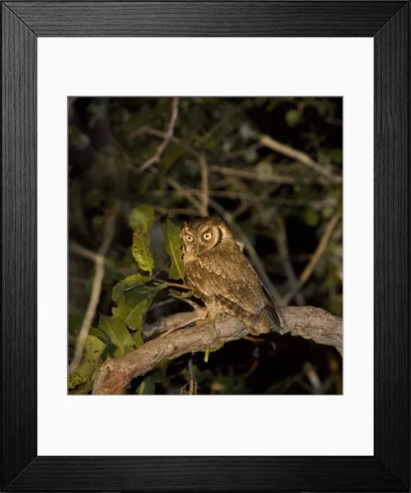 Framed Print : DDE-90038291 Framed Print : DDE-90038291