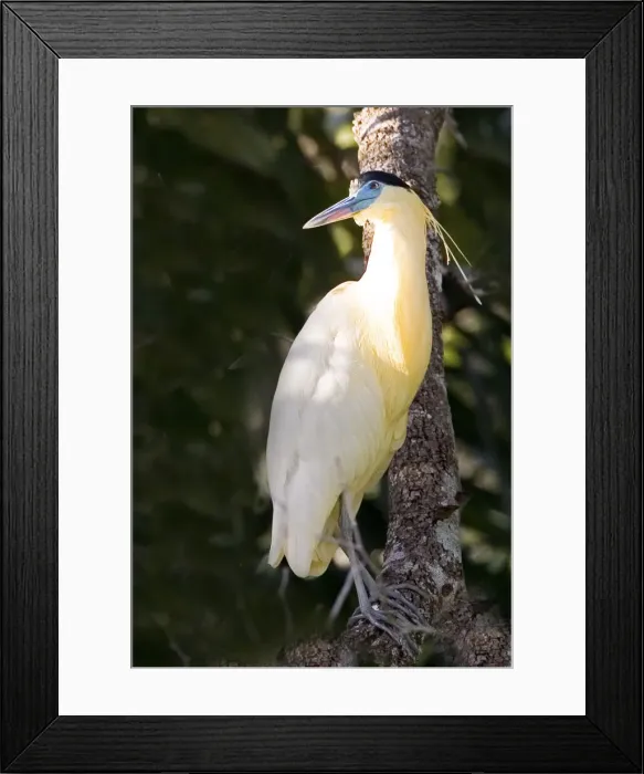 Framed Print : DDE-90038294 Framed Print : DDE-90038294