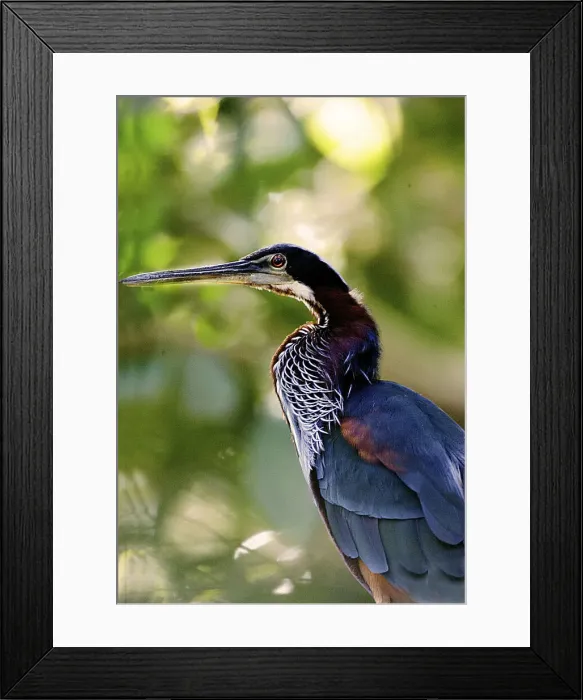Framed Print : DDE-90038293 Framed Print : DDE-90038293