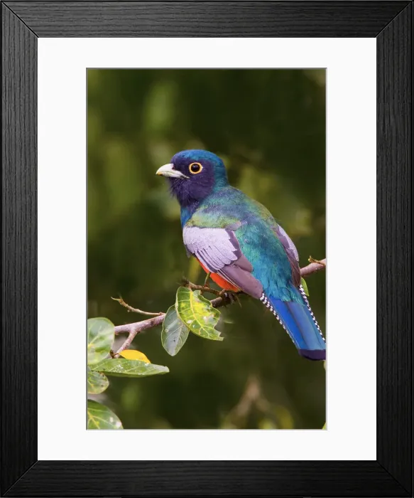 Framed Print : DDE-90038295