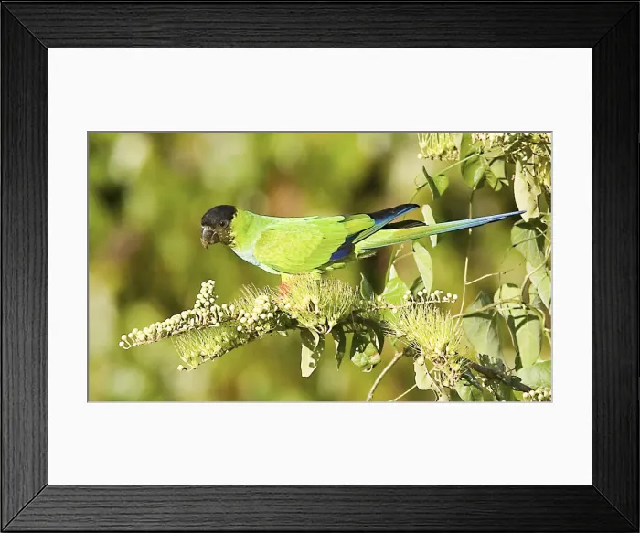 Framed Print : DDE-90038297 Framed Print : DDE-90038297