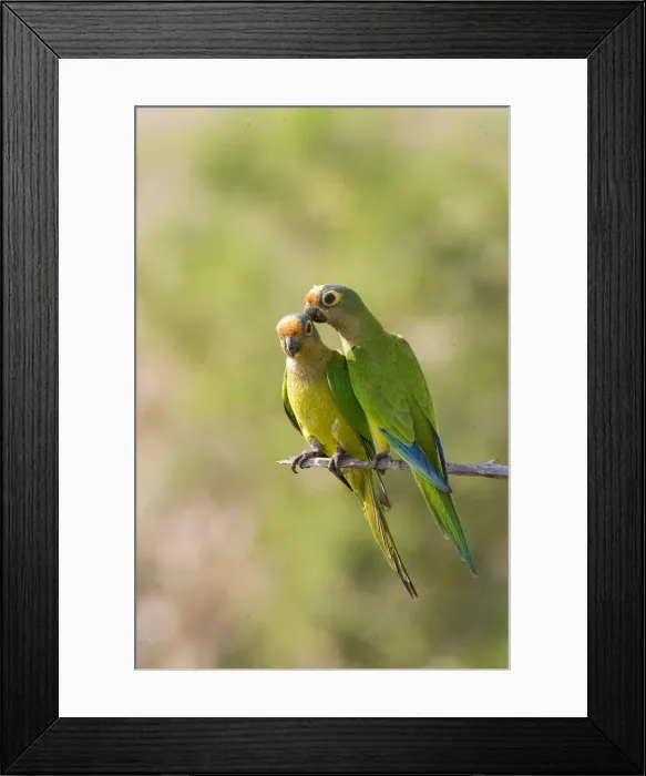 Framed Print : DDE-90038298 Framed Print : DDE-90038298