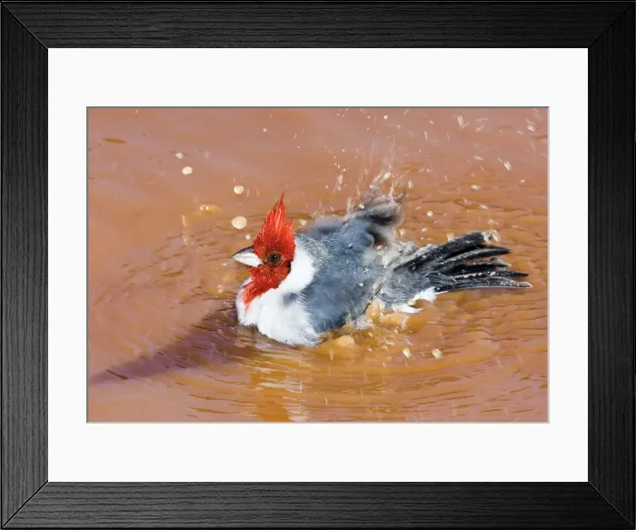 Framed Print : DDE-90038300 Framed Print : DDE-90038300