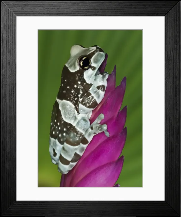 Framed Print : DDE-90038301 Framed Print : DDE-90038301