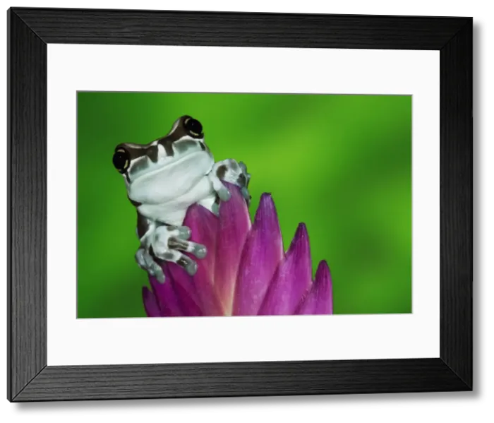 Framed Print : DDE-90038302 Framed Print : DDE-90038302