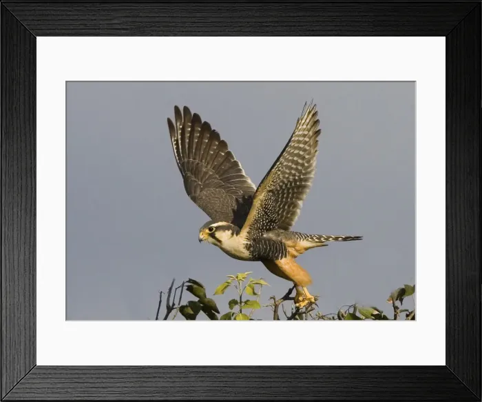 Framed Print : DDE-90038299 Framed Print : DDE-90038299