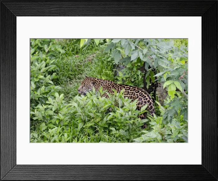 Framed Print : DDE-90038303 Framed Print : DDE-90038303