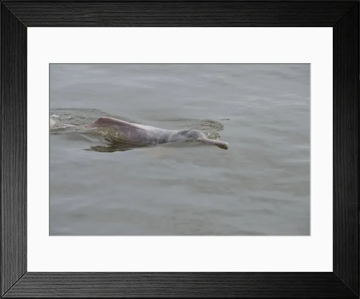 Framed Print : DDE-90038305 Framed Print : DDE-90038305