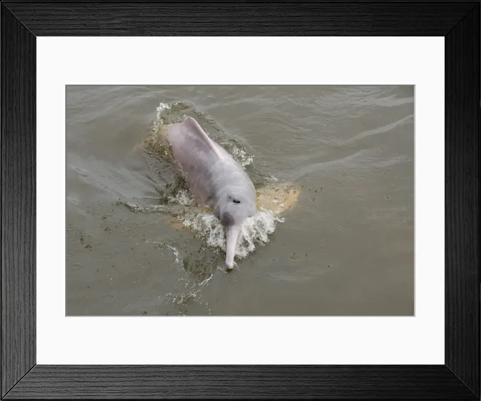 Framed Print : DDE-90038306 Framed Print : DDE-90038306