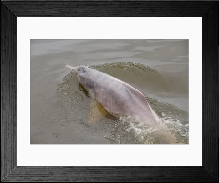 Framed Print : DDE-90038307 Framed Print : DDE-90038307