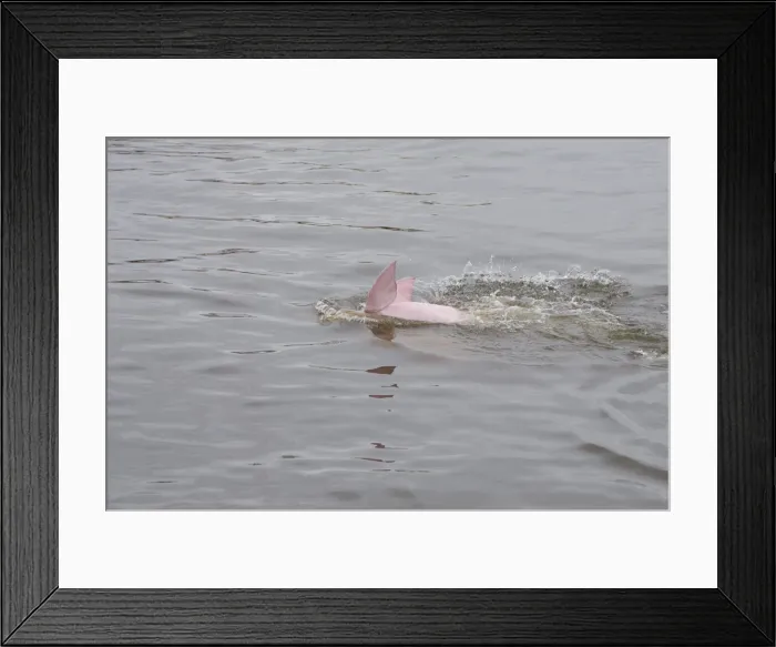 Framed Print : DDE-90038308 Framed Print : DDE-90038308