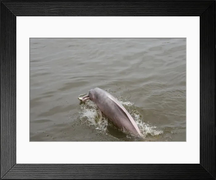 Framed Print : DDE-90038309